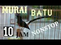 10 jam nonstop full suara merdu kicauan murai batu.