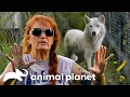 The Craziest Day in Villalobos HISTORY Pit Bulls and Parolees Animal Planet