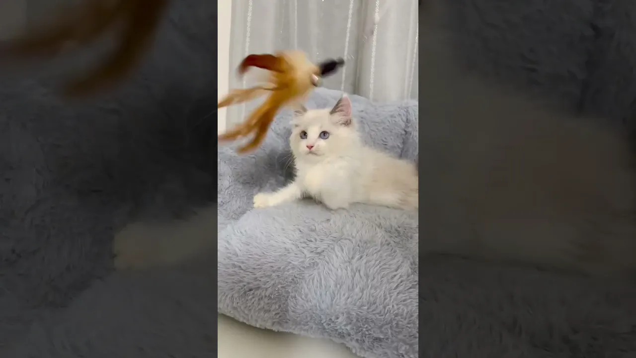 動画