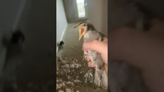 Birds Ain T Real 