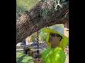 When Pruning Isn t Enough Supporting Weak Branches ArboristAdvice