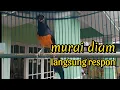 Download Lagu PANCINGAN MURAI GACOR MANGGIL LAWAN COCOK UNTUK MURAI DIAM AGAR CEPAT BUNYI DAN GACOR