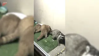 Mother Raccoon and Her Rare Blonde Kits Turn Porch Into Adorable Nightly Gathering Spot - 1862498