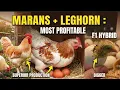 THE MOST PROFITABLE CROSS Marans Rooster x Leghorn Hen