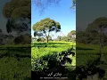 Download Lagu Doa Nabi Musa Omar Hisyam | Footage Lembang Bandung | Kebun Teh Sukawana Lembang | Lembang Bandung
