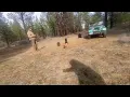 Canoodle Cane Corso Poodle rescue at four months SIT STAY with distractions