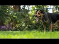 TrustedHousesitters Why Housesitting Works