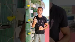 The Problem Of One Egg In Pigeons  The Problem Of One Egg In Pigeons