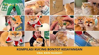 Bikin Ngakak Terus! Kompilasi Kucing Bontot Paling Lucu 2026