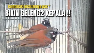 bohong jika pecinta burung ga tertarik sama burung ini 