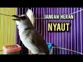 Download Lagu trucukan ropel panjang AMPUH buat pancingan trucukan agar bunyi JADIKAN burung trucukan gacor EMOSI