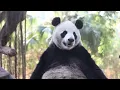 Giant Pandas 101 | Nat Geo Wild
