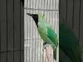Download Lagu burung cucak ijo gacor #shorts #short #shortsvideo #shortvideo