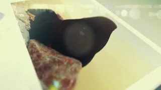 نشيد اسمعيني يا أخيه دندنها