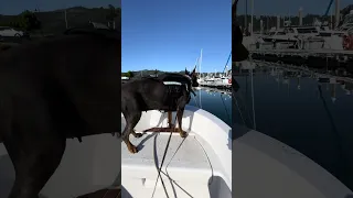#fyp #dream #fypシ #pets #doberman