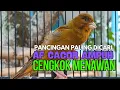Download Lagu SUARA Kenari GACOR ngerol PANJANG AMPUH untuk PANCINGAN \u0026 MASTERAN agar Kenari PAUD cepat BUNYI