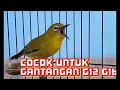 Download Lagu MASTERAN PLECI TANDA BAHAYA BIKIN MUSUH KOCAR KACIR G16 G12 KOLOSAL G48