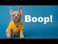 Boop The Swiss Army Knife for Developers on Mac