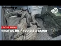 Gator gone wild scares Summerville neighborhood