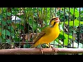 Download Lagu Burung Mozambik Gacor Nembak Full Speed