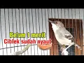 Lagu Ciblek semi gacor bersautan dengan suara ciblek betina memanggil jantan