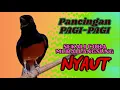 Download Lagu Pancingan PAGI-PAGI AGAR MURAI GACOR❗sekali coba murai DIAM langsung bunyi