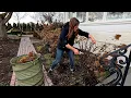 Pruning Panicle Smooth Hydrangeas Pink Mink Clematis Garden Answer