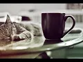 Alley Cat Cafe
