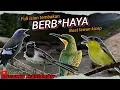 Download Lagu BUAT LAWAN KICEP || BURUNG MASTERAN FULL ISIAN UNTUK BURUNG LOMBA - FULL MEWAH SEMUA