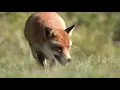 Do Foxes Eat Rabbits