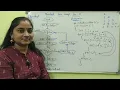 C-Language Class-63 Nested For Loop In C Both in Telugu and English Telugu Scit Tutorials