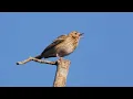 Download Lagu Singing Tree Pipit 2022