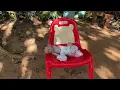 Download Lagu Saddd Baby mnkey rolling on redd table need for mom’s attention