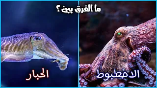 ما الفرق بين الأخطبوط و الحبار 