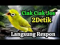 Download Lagu Ciak Ciak Jos Kecial Kuning Gacor Pancingan Kecial  Bunyi 2Detik Bikin Emosi 2025