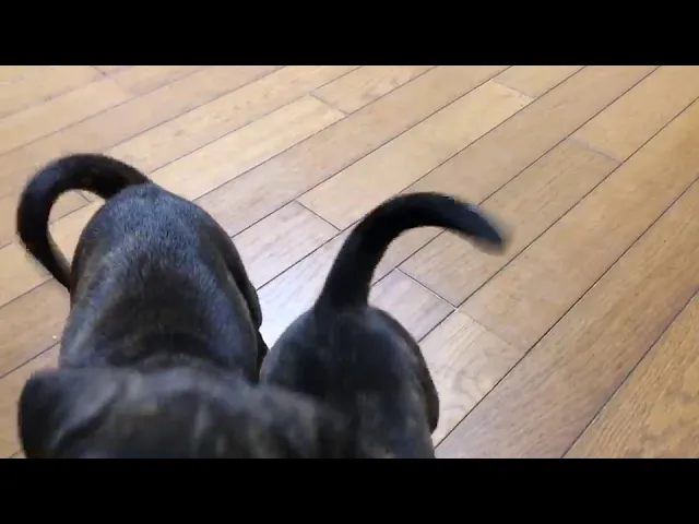 動画