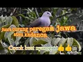 Download Lagu Suara burung peregam jawa/kadanca