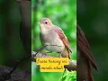 SUARA BURUNG INI MERDU SEKALI - SINGING NIGHTINGALE THE BEST SONG BIRDS