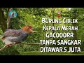 Download Lagu Gilaaaa Burung ciblek cemplir gacorrr dor tanpa sangkar
