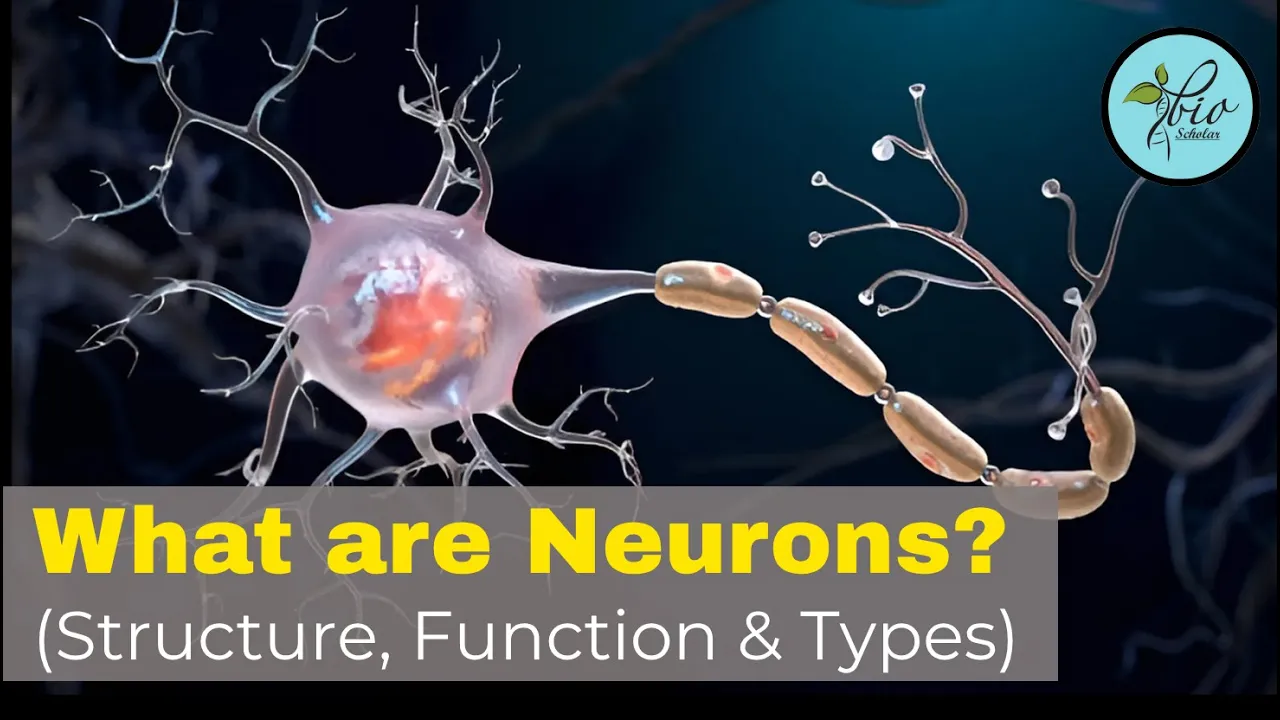 Structure and function of neuron| Types of neurons | Neuron Class 10 | Bio Scholar