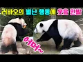 Download Lagu 러바오의 별난 행동에 팬들은 웃음 만발😱관람객들을 오히려 구경하며 즐기는 러부지😍영어 자막 포함🐼Panda World🐼#러바오 #아이바오 #푸바오