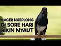 Download Lagu SUARA KACER NGEPLONG SORE BUAT PANCINGAN AMPUH KACER BAHAN SUPAYA CEPAT BUNYI IKUT NYAUT GACOR!!