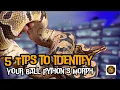 5 Tips To Identify Your Ball Python s Morph Even If You Are a Beginner