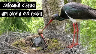 অভিমানী সারস পাখির জীবন কাহিনী | Bird Story-250 | The Life Story of Black Stork Bird |