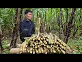 Download Lagu Harvesting at the Sugarcane Farm | Protecting Young Plants After Storms | Solo Survival