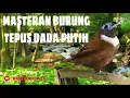 Download Lagu MASTERAN BURUNG TEPUS DADA PUTIH JERNIH GEMERICIK AIR