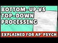 Bottom Up Processing vs Top Down Processing AP Psychology Quick Guide