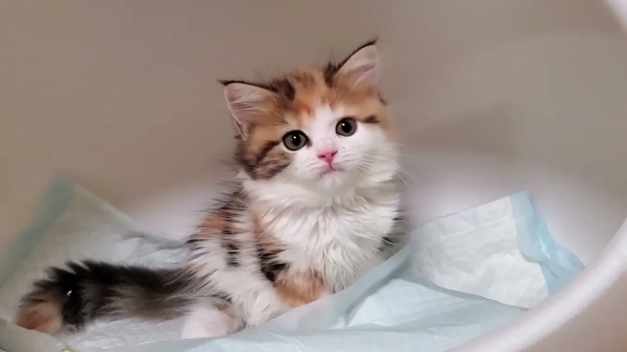 動画