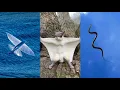 Lagu 3 Creatures That Can Fly Without Wings (Nature Is Unreal 😱)