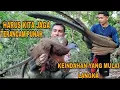 Download Lagu SELAMATKAN BURUNG PHOENIXNYA INDONESIA(kuwau raja/seribu mata)